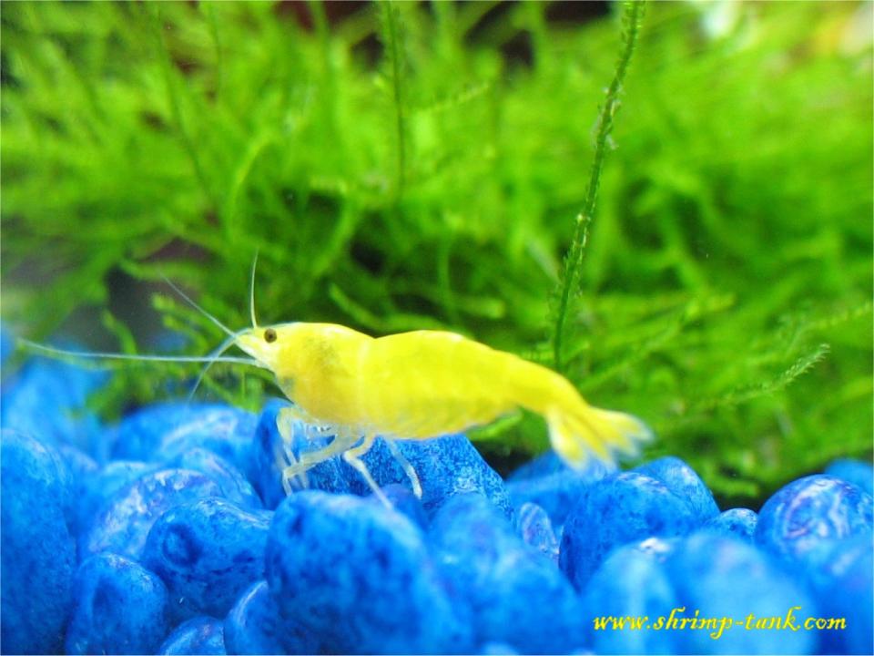 Yellow colors of a shrimp