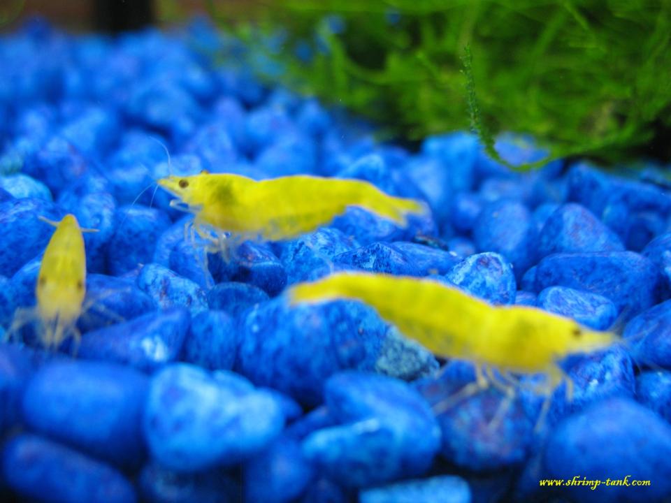  Trio yellow shrimps