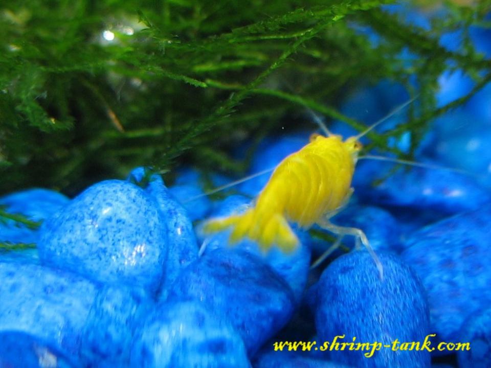  Yellow shrimp photo from behind