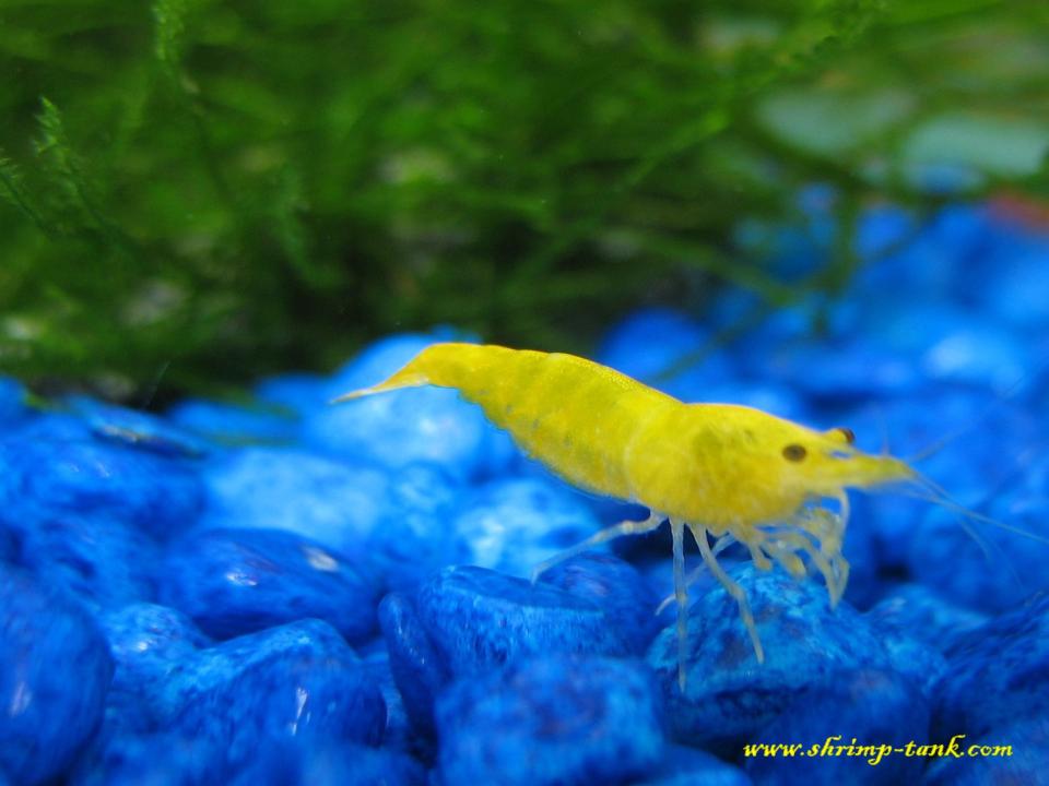  Yellow shrimp with moss stone on a background