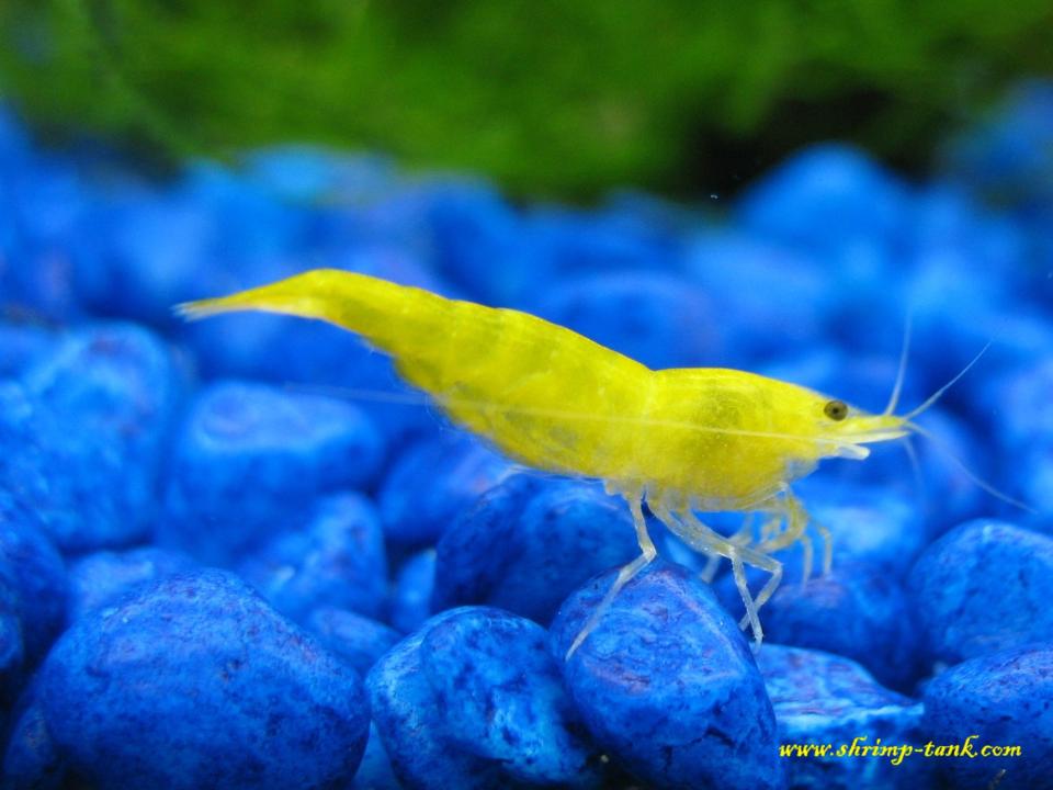 Bright  female golden yellow shrimp. Blue gravel, moss