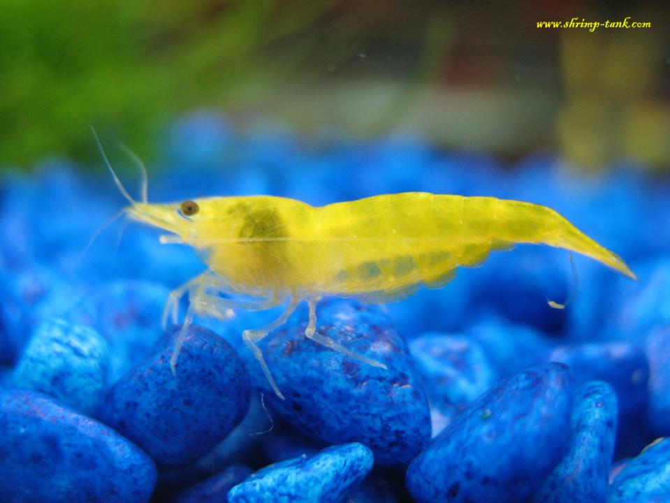  Yellow shrimp is walking