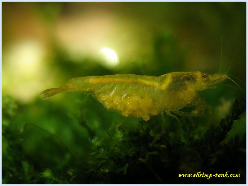  Berried golden yellow shrimp