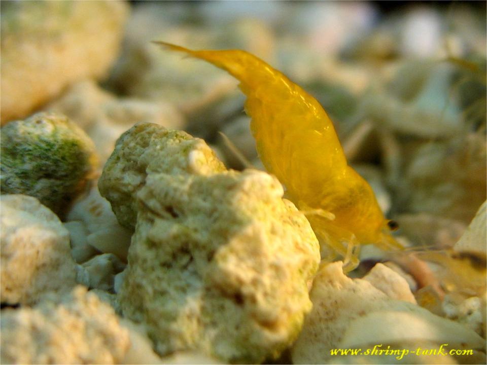  Golden yellow shrimp. Does anybody home?