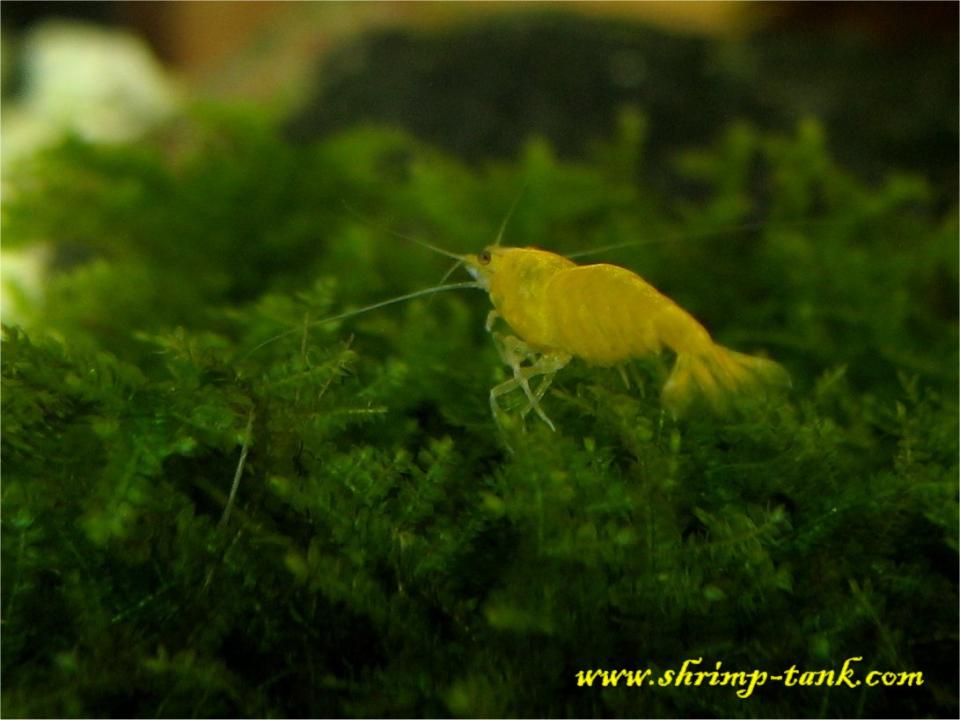  Golden yellow shrimp goes along Taiwan moss bush.