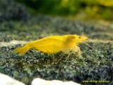 Golden yellow shrimp on a grey stone