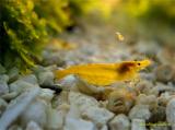 yellow shrimp with a shrimplet