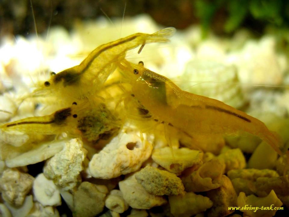 Feeding of yellow shrimps
