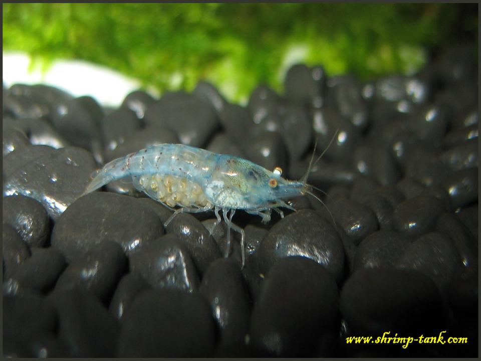  Neocaridina cf. zhangjiajiensis var. blue with developed eggs