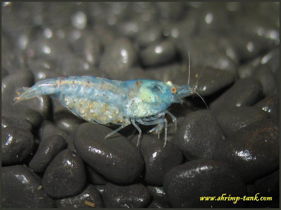  Blue pearl shrimp is carrying her eggs