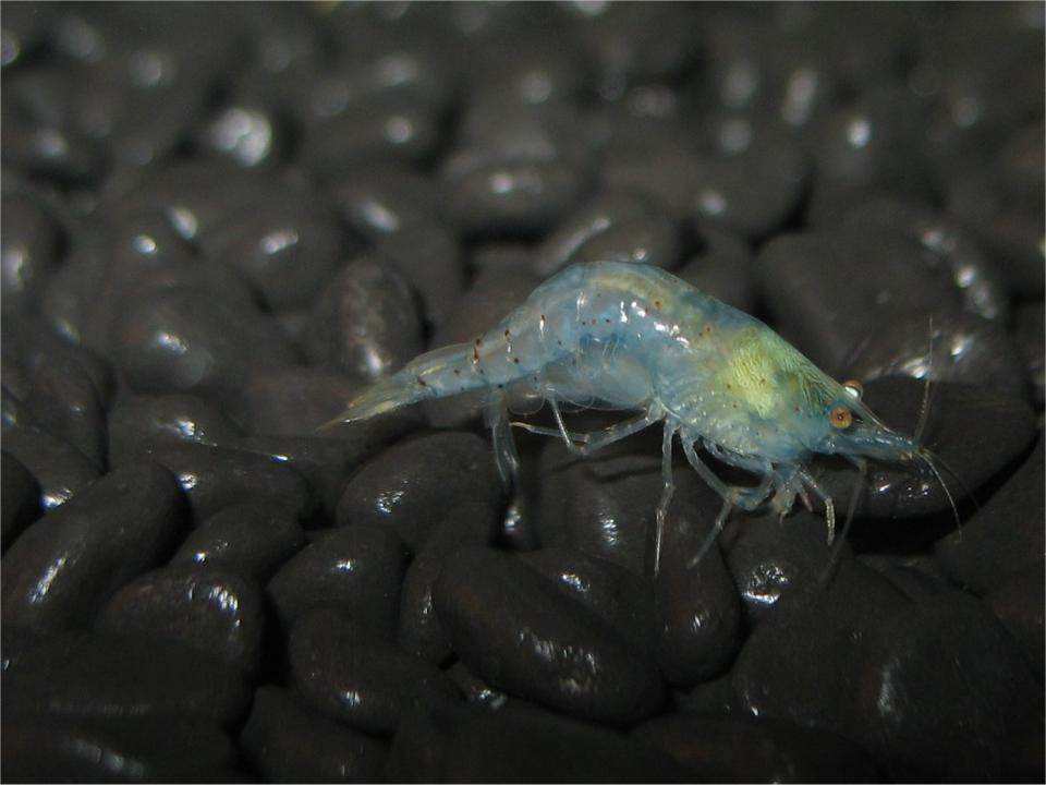  Blue pearl shrimp is checking her underbelly