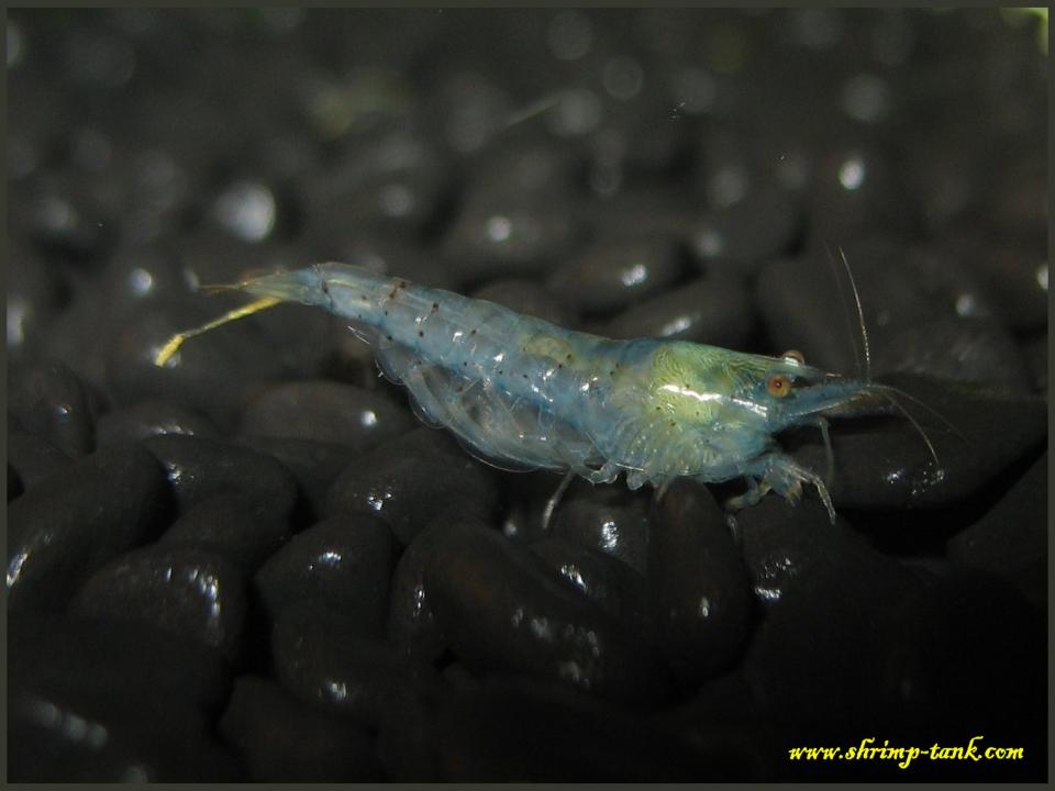 Neocaridina cf. zhangjiajiensis var. blue on its way