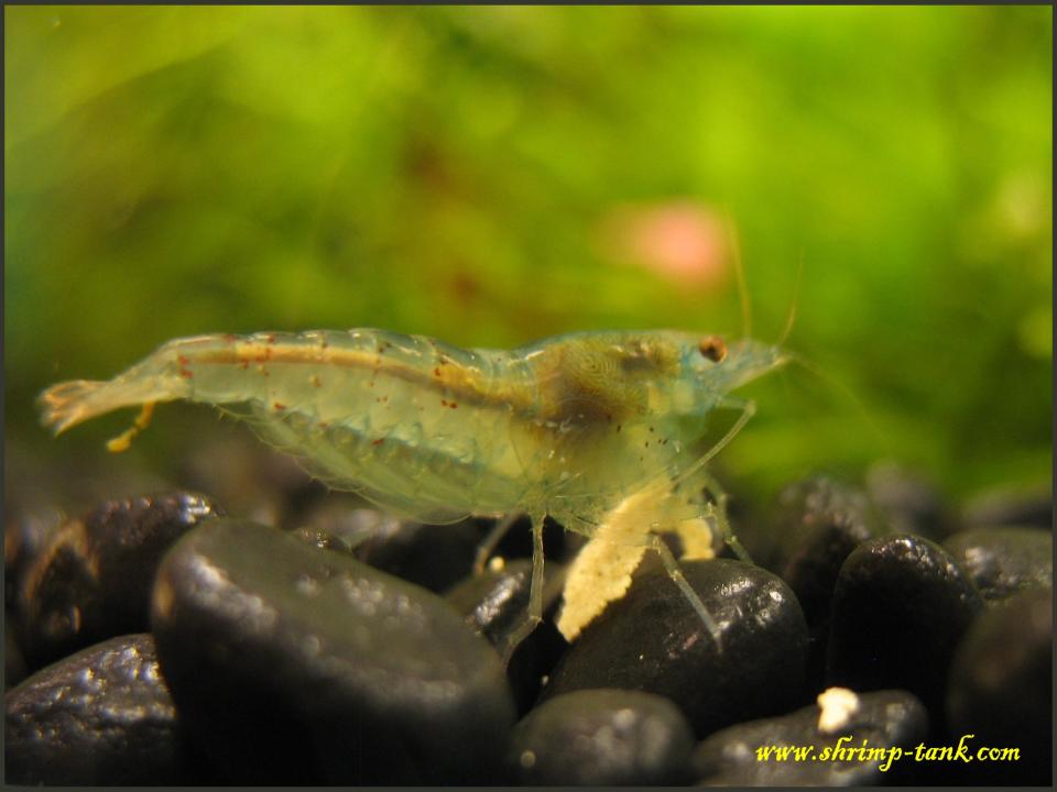  Blue pearl shrimps are noticeable transparent