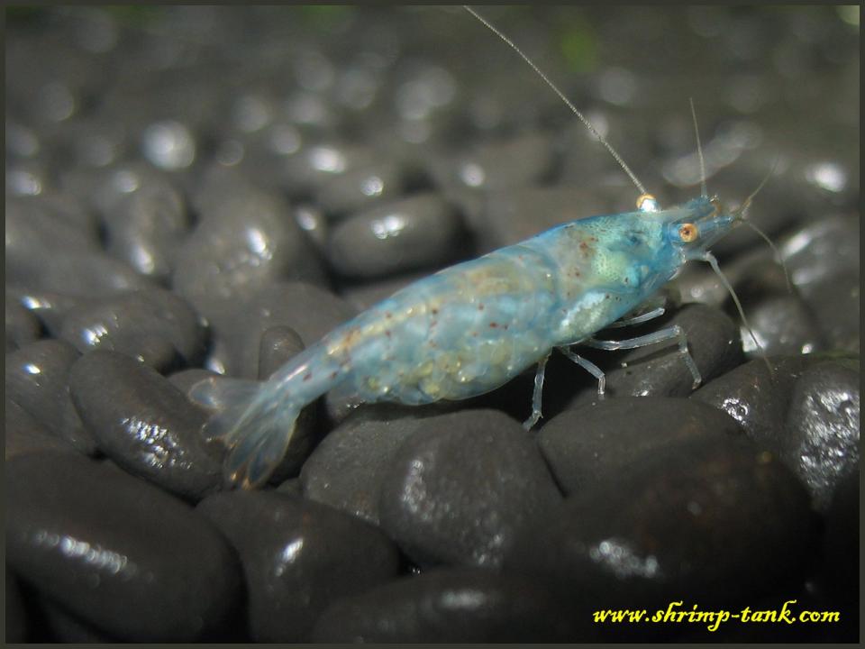  Fat Neocaridina cf. zhangjiajiensis var. blue shrimp