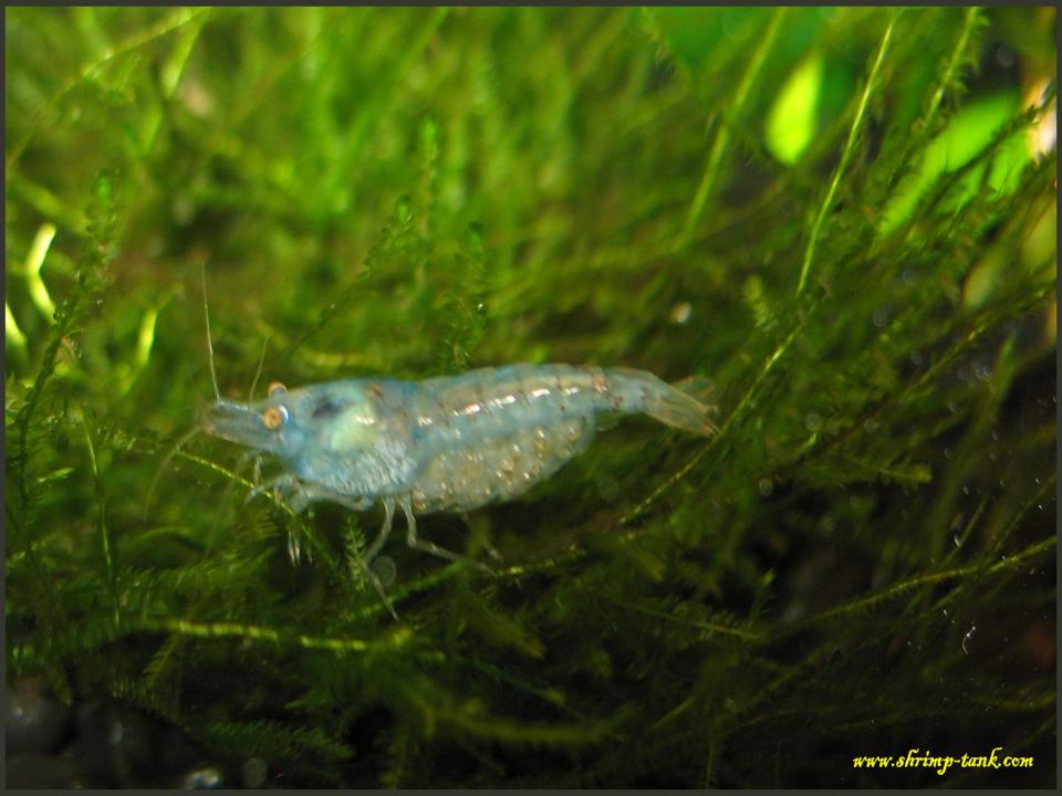  Blue pearl shrimp crawls on moss