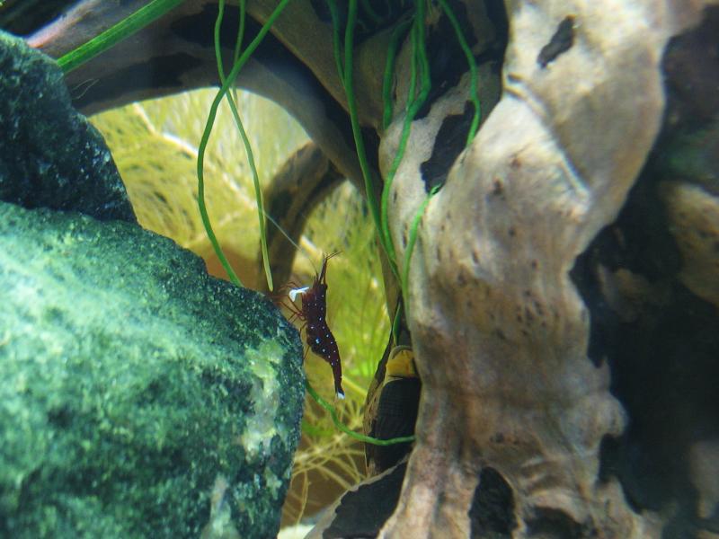  berried cardinal shrimp shows its eggs