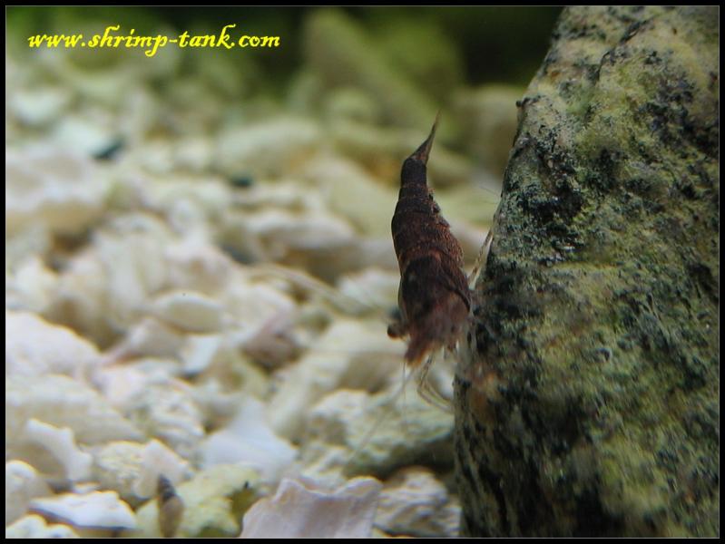  brown caridina holthuisi shrimp