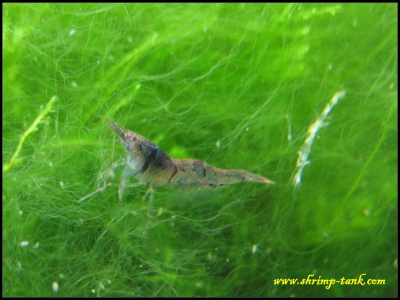  Six banded shrimp in an algae net