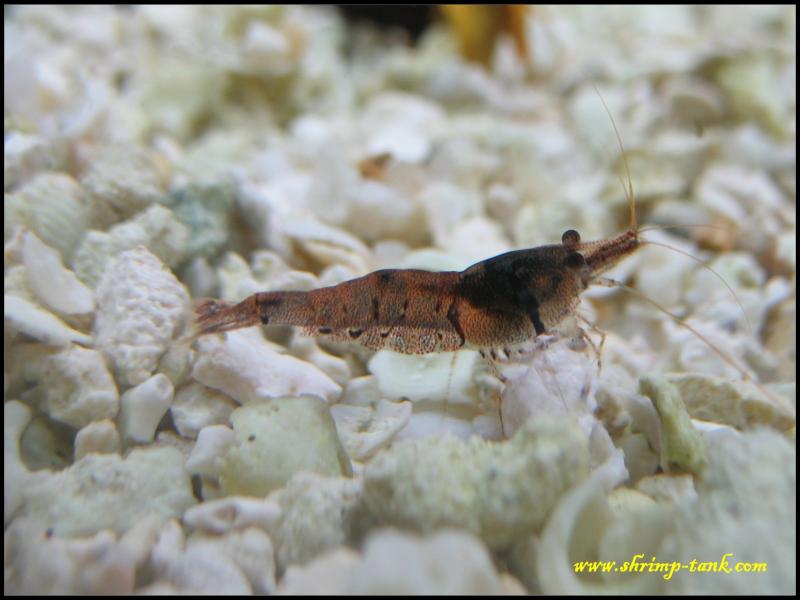  Sulawesi Tiger (caridina holthuisi) shrimp