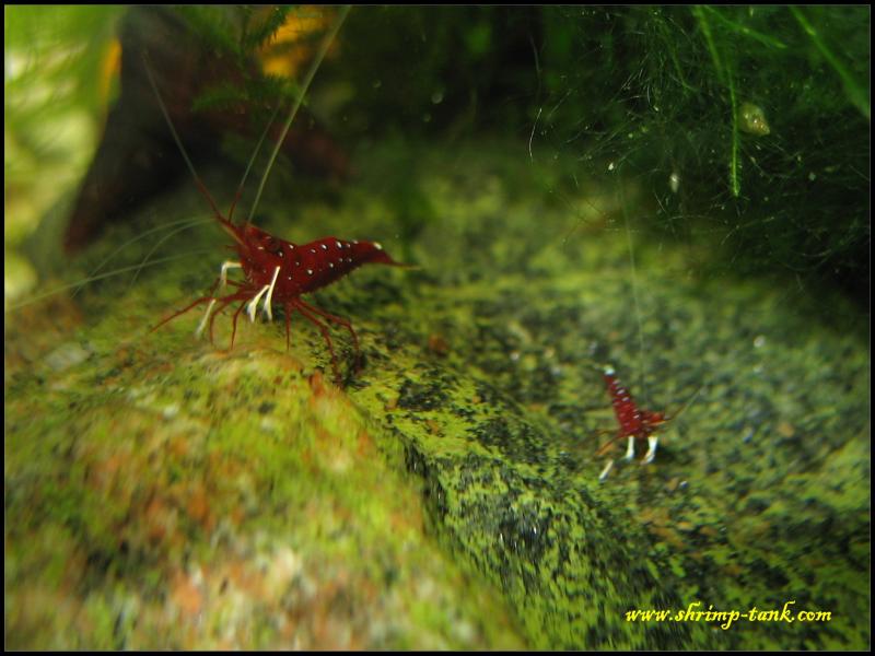 Baby and adult cardinal shrimps