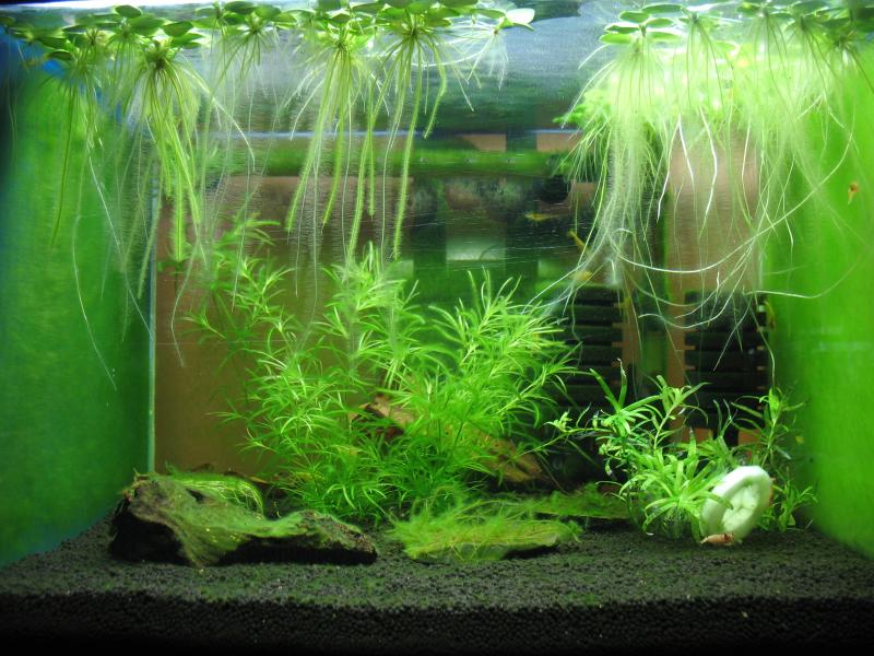 Shrimp tank with lots of algae