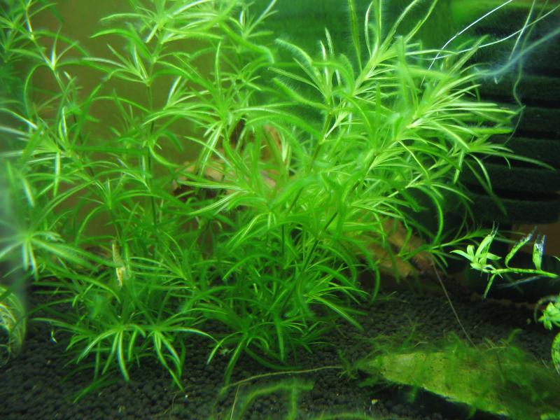  Shrimp tank plant (stargrass) with lots of algae