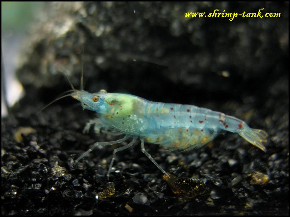  Blue pearl shrimp in a freshwater aquarium