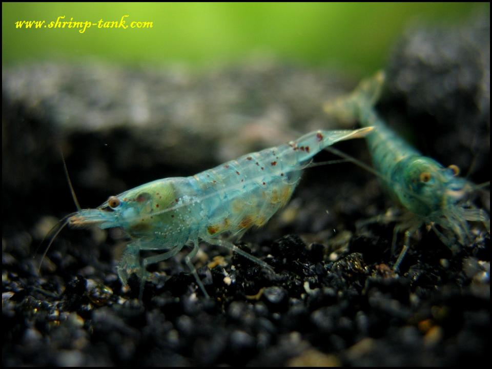  Two Neocaridina cf. zhangjiajiensis var. blue shrimps