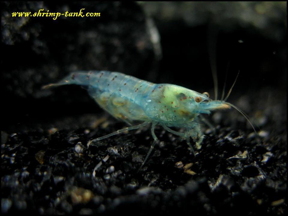  Berried blue pearls shrimp