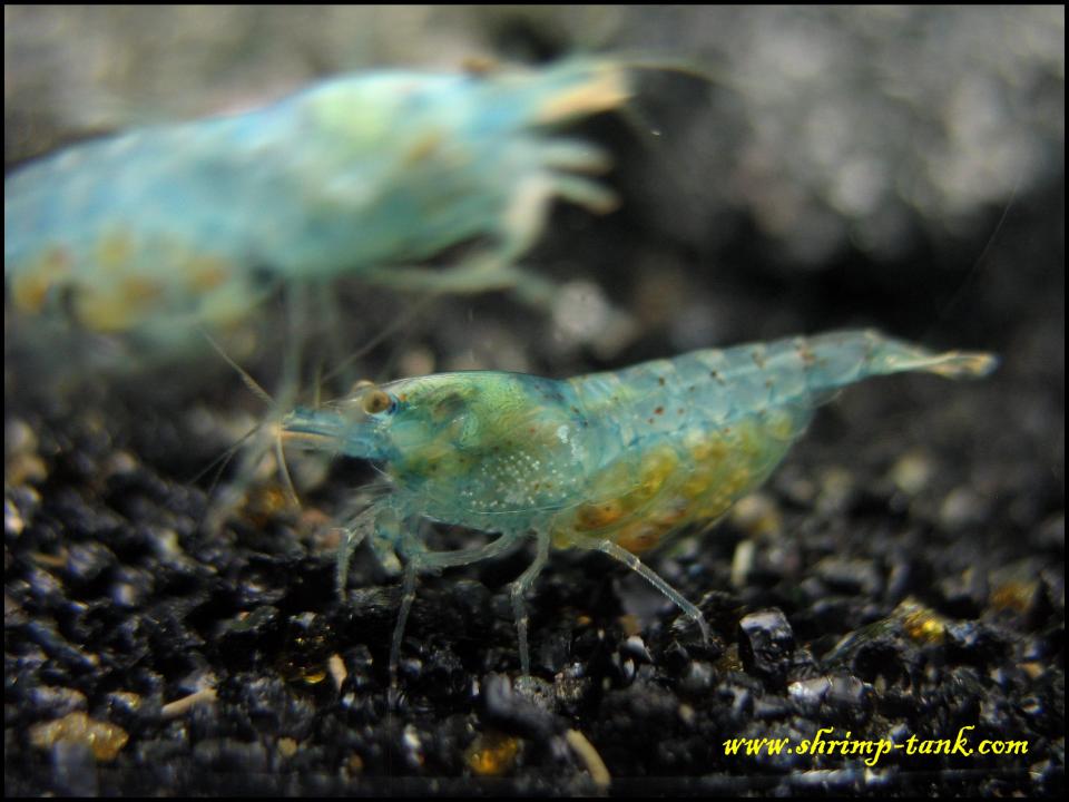  Neocaridina cf. zhangjiajiensis var. blue shrimp in a freshwater aquarium