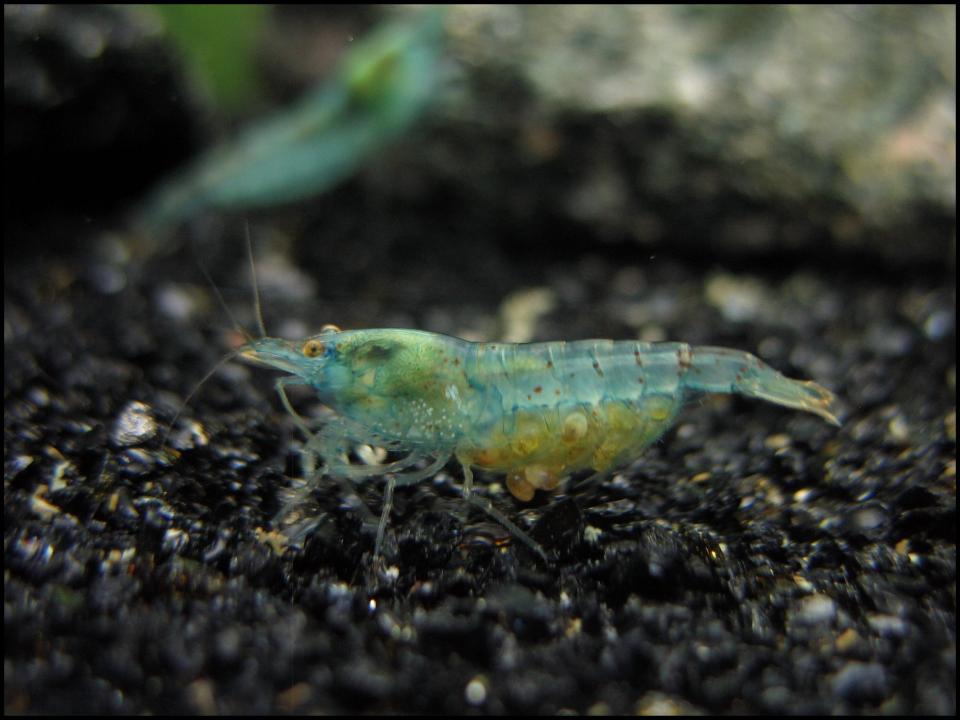  Pregnant blue pearls shrimp