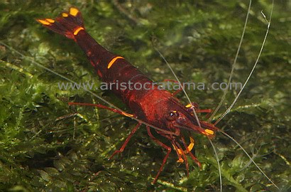 shrimp_yellow_stripe_red_bee2.jpg