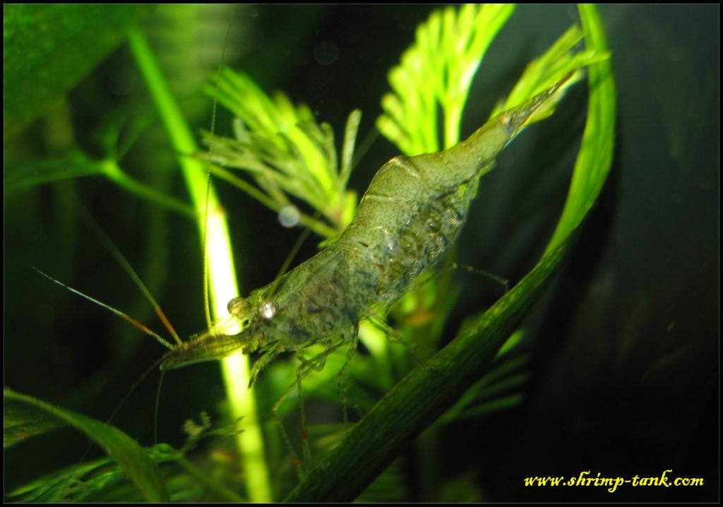 Berried ghost shrimp