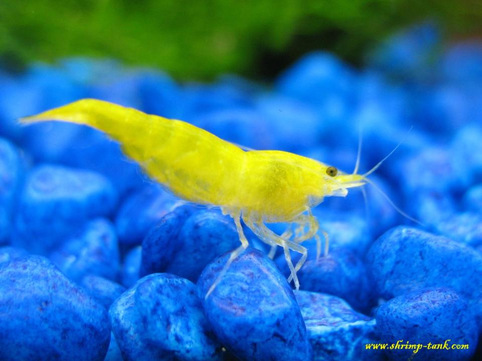 Neocaridina heteropoda var. yellow shrimp shows its beauty