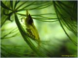  Pregnant Neocaridina heteropoda var. yellow. Eyes inside eggs!