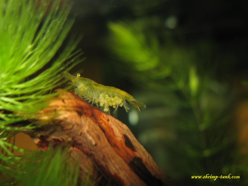  Yellow shrimp with falling down eggs