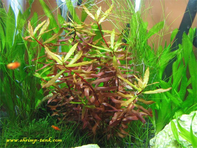  Nesaea red live plant in a Shrimp Cube