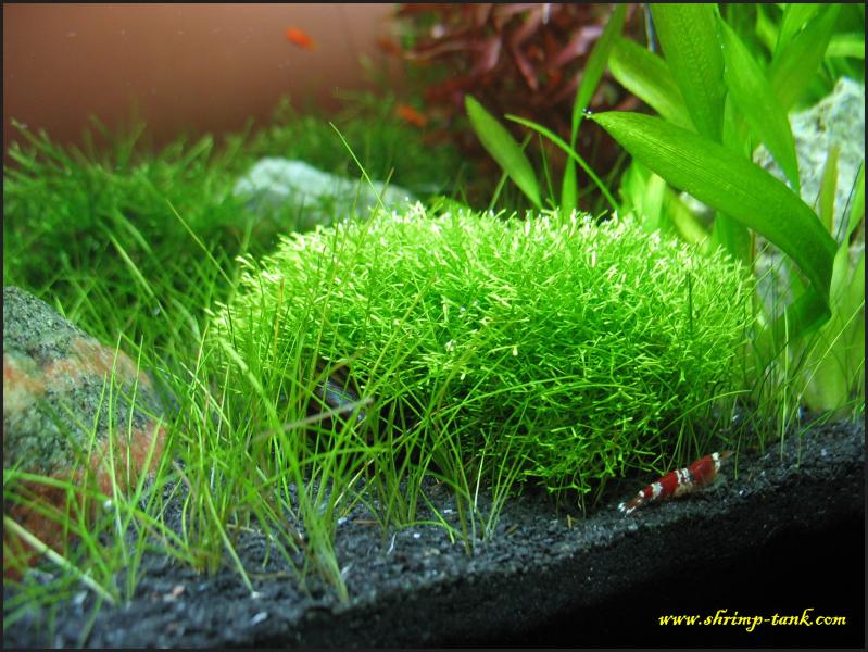  Riccia live plant in a Shrimp Cube