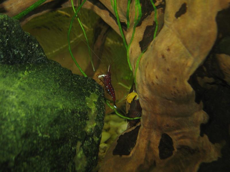  berried cardinal shrimp on a rock