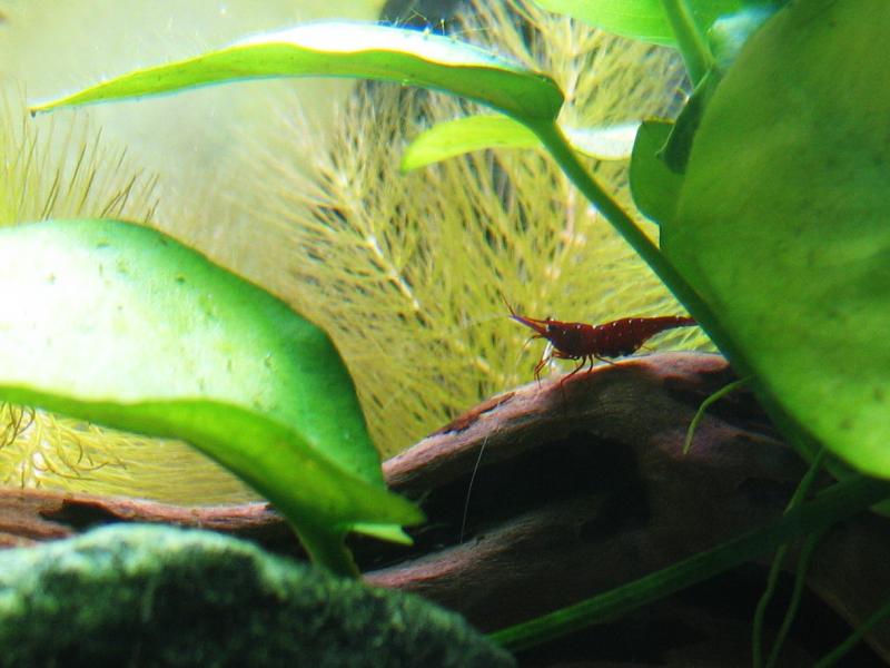  berried cardinal shrimp on a wood