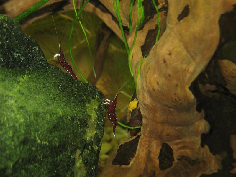  Two cardinal shrimps