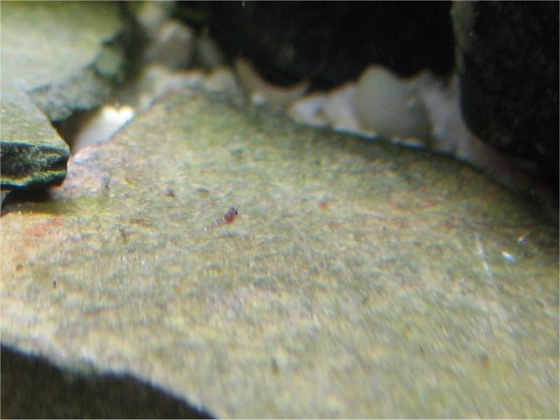 Newborn cardinal (caridina dennerli) shrimp