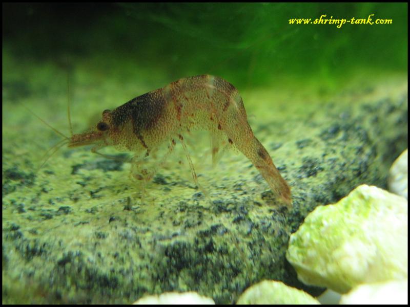  caridina holthuisi cleans itself