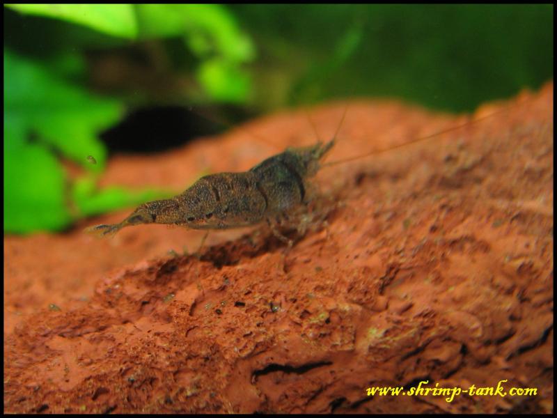  Female caridina holthuisi (Matano Tiger) shrimp