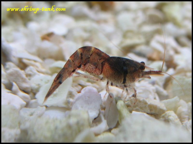  Six Banded Blue Bee (caridina holthuisi)