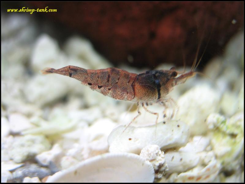  Six banded sulawesi shrimp