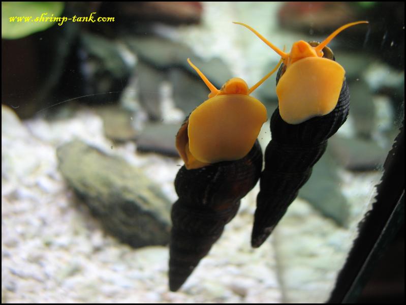  Pair of orange elephant snails