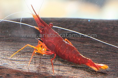 shrimp_yellow_nose_red_bee2.jpg